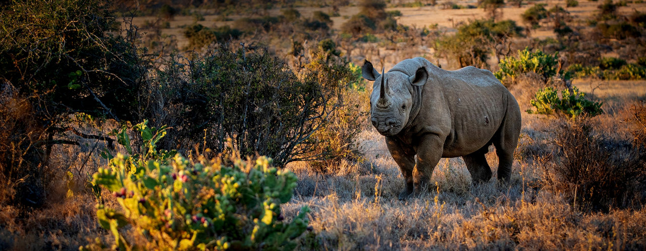 Text box case study explaining key Wildlife Conservation Bond characteristics from an innovation and collaboration perspective