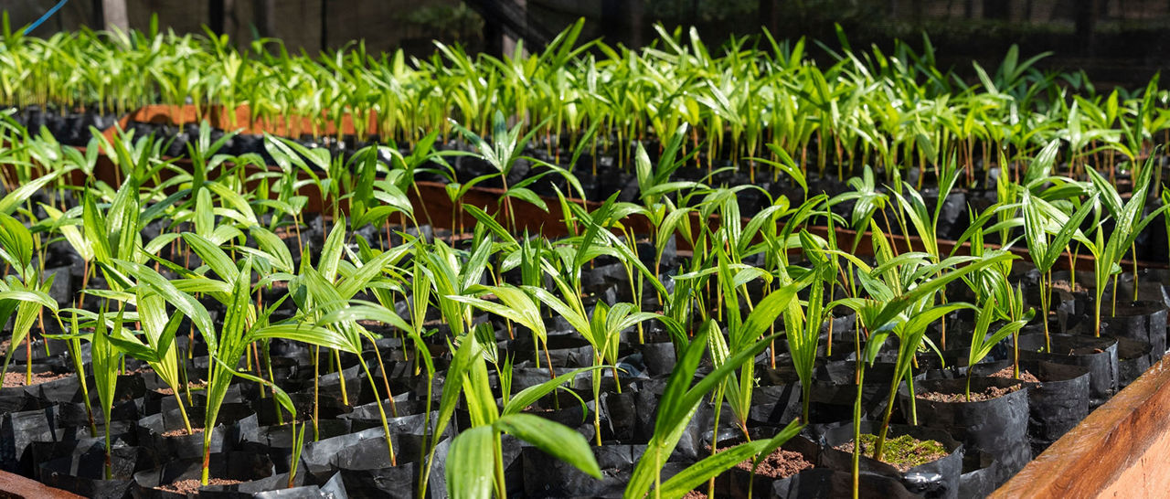 Text box case study explaining key Amazon Reforestation-Linked Bond characteristics from an innovation and collaboration perspective