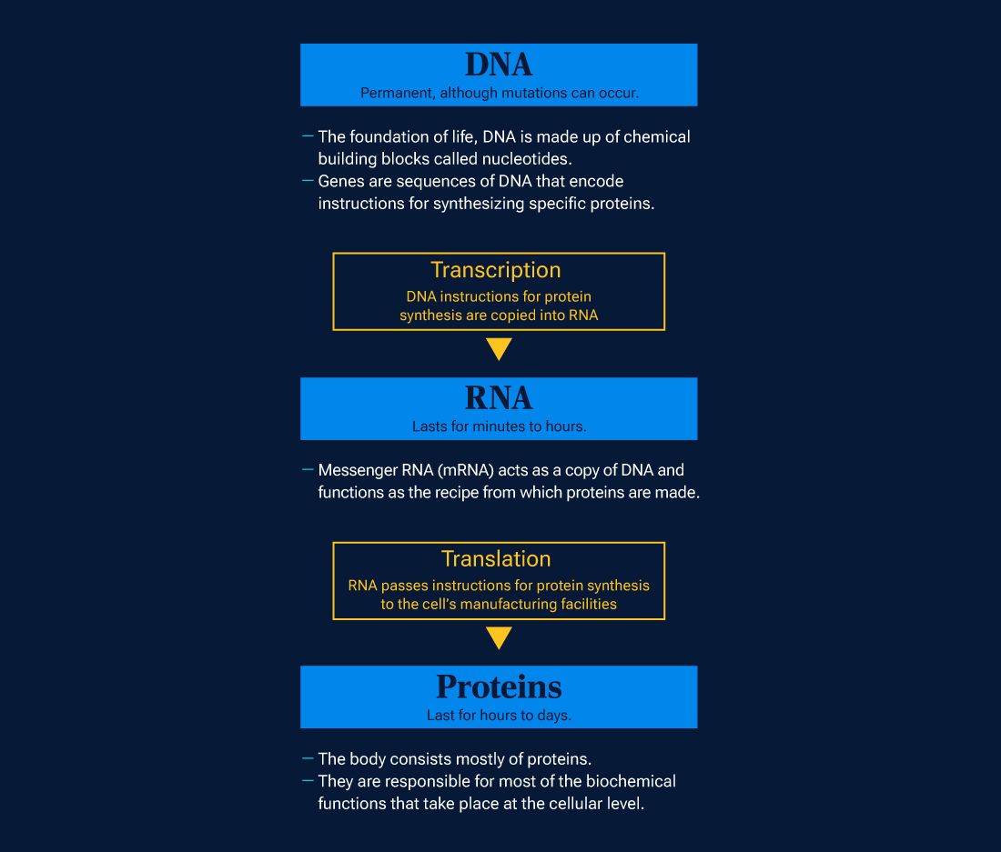 This callout box explains process of gene expression. In the process of transcription, DNA instructions for protein synthesis are copied into RNA. In the process of translation, RNA passes these instructions to the cell's protein manufacturing facilities. Proteins are responsible for most of the biochemical functions that occur at the cellular level.