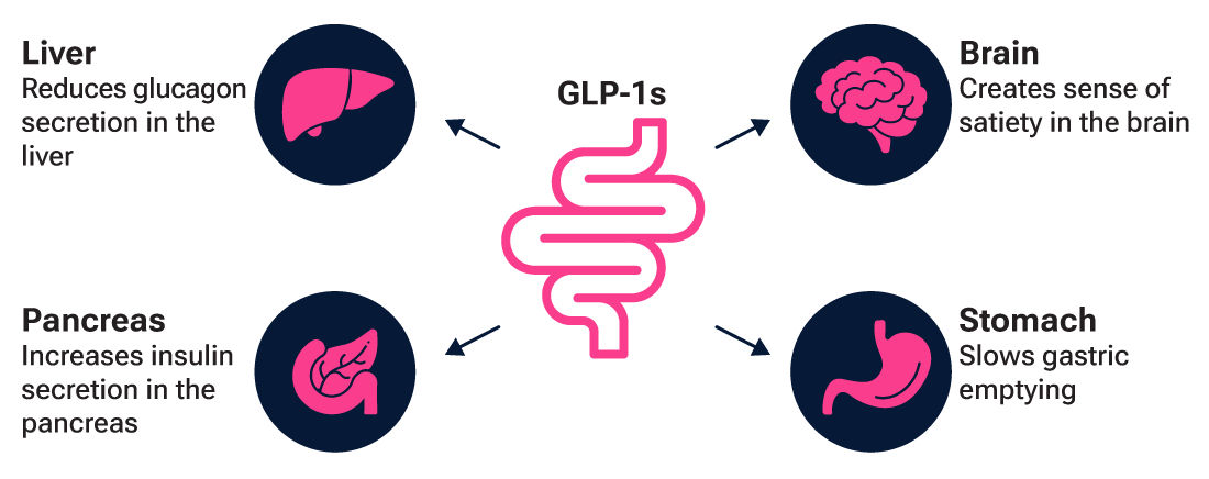 Infographic describing the physiological impacts of taking GLP-1 therapies.