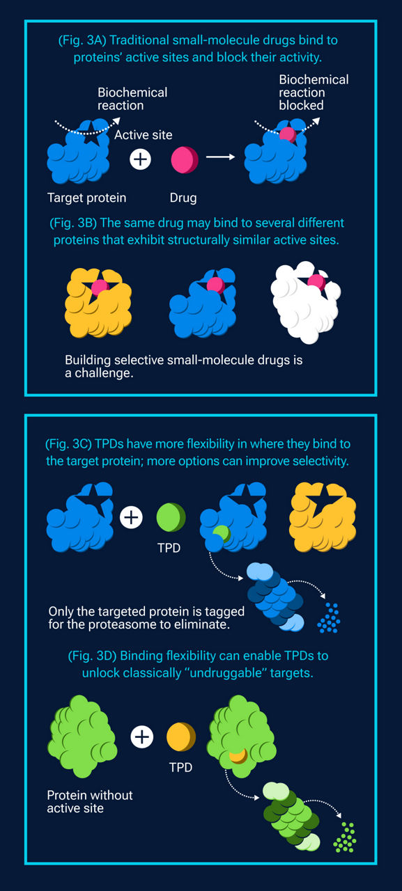 This infographic shows how conventional small-molecule drugs work and highlights the advantages of targeted protein degraders in drugging previously undruggable targets. Fig. 3A This diagram depicts a conventional small-molecule drug binding to a targeted protein's active site to block a biochemical reaction.  Fig. 3B This diagram illustrates a challenge of developing selective drugs. A small-molecule drug is shown binding to a targeted protein and two non-targeted proteins with structurally similar active sites.  Fig. 3C This diagram shows a targeted protein degrader binding to an area outside of a protein's active site. It does not bind to a nearby protein that has a similar active site.  Fig. 3D This diagram shows a targeted protein degrader (TPD) attaching to a protein that lacks a classical binding site, illustrating the potential for TPDs to act upon proteins that had been "undruggable."