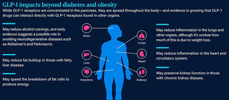 GLP-1 impacts beyond diabetes and obesity. Graphic describes that while GLP-1 receptors are concentrated in the pancreas, they are spread throughout the body, and there is evidence that GLP-A drugs can interact directly with the GLP-1 receptors in other organs. This has the potential to help with other diseases, such as liver or kidney disease, as well as helping to alleviate the symptoms of Alzheimer’s and Parkinson’s disease.